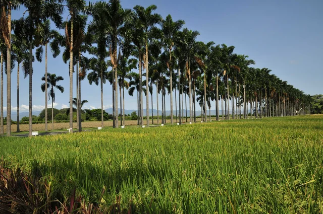 Cultivo de arroz en la sede del CIAT, Colombia.